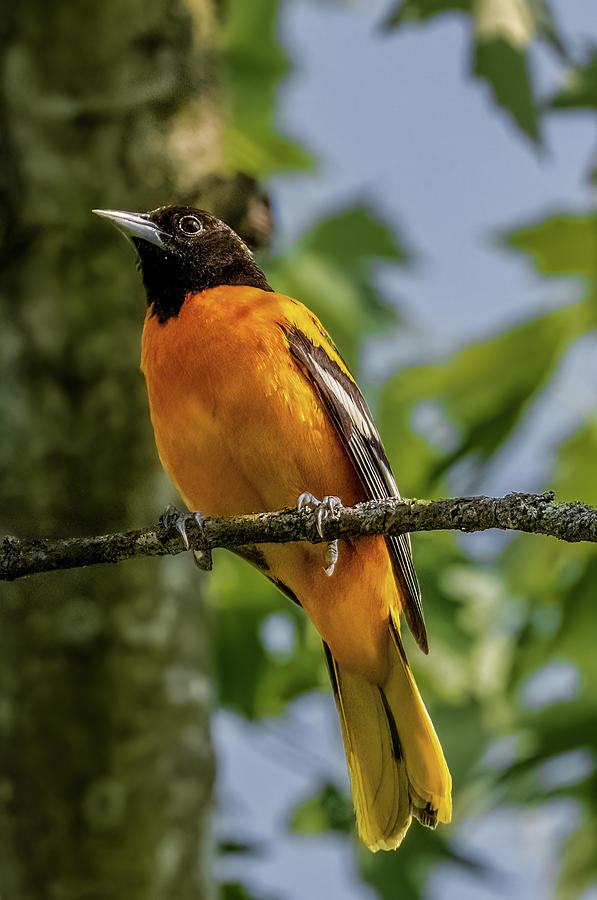 Baltimore Oriole Photograph by Brian Shoemaker Baltimore Oriole Photograph by Brian Shoemaker