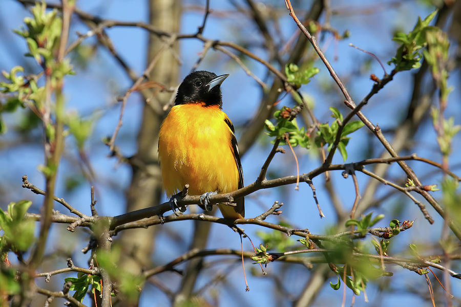 Baltimore Oriole Photograph by Brook Burling