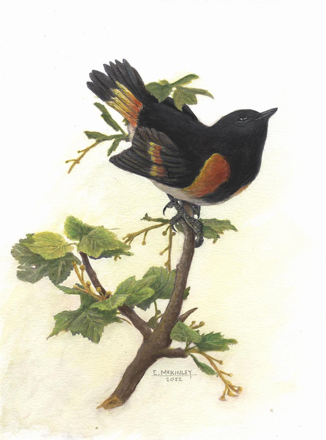 Baltimore oriole Painting by Carl McKinley