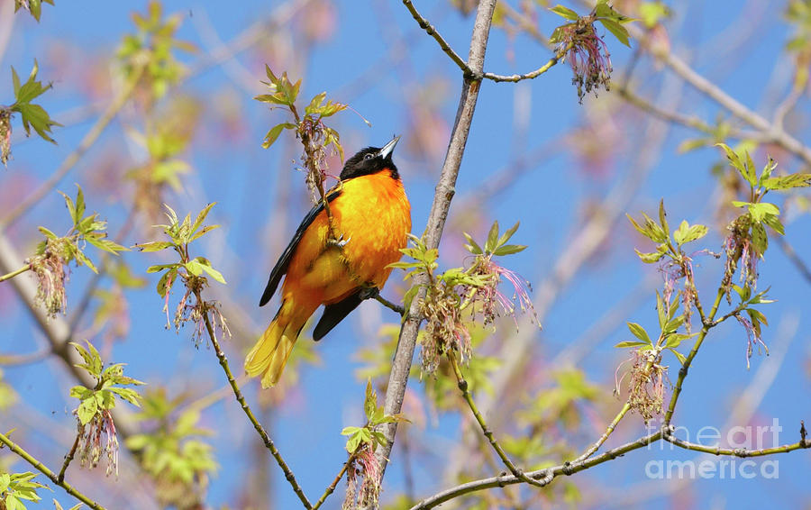 Baltimore Oriole Photograph by Charline Xia