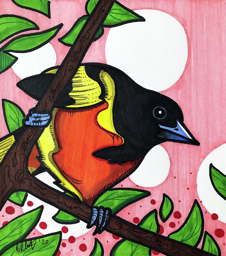 Baltimore Oriole Drawing by Creative Spirit