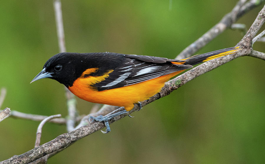 Baltimore Oriole Photograph by Eric Miller