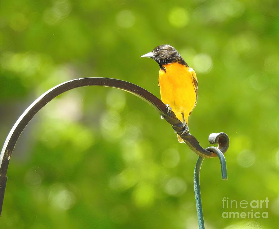 NH Baltimore Oriole in Spring Photograph by Eunice Miller