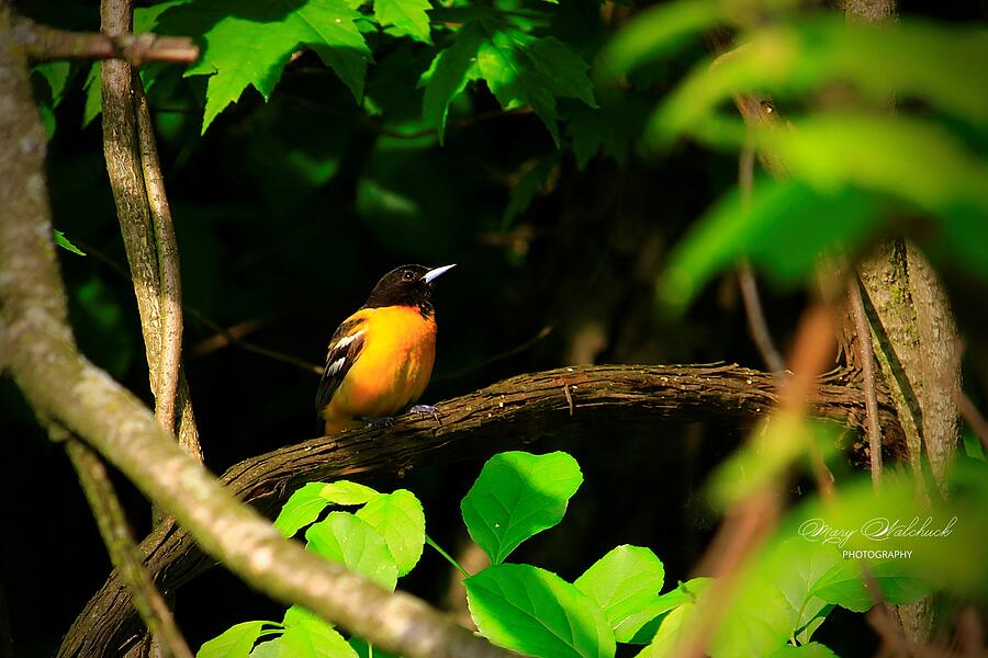 Baltimore Oriole II Photograph by Mary Walchuck - Fine Art America