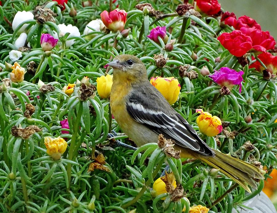 Baltimore Oriole In Moss Roses Photograph by Susan Sam - Fine Art America