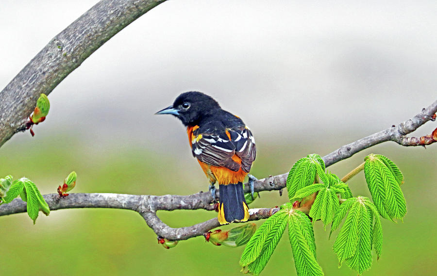Baltimore Oriole In The Chestnut Tree Photograph