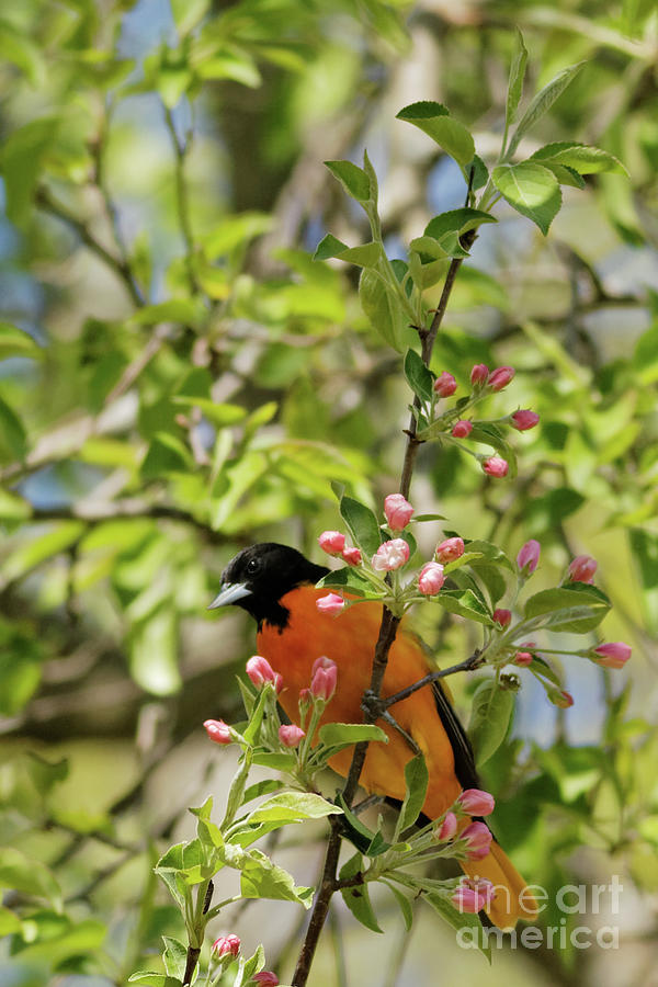 Baltimore Oriole in the Spring Buds Photograph by Natural Focal Point Photography