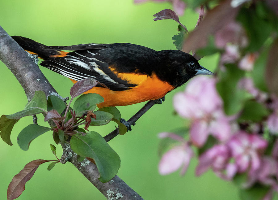 Baltimore Oriole In The Spring Photograph