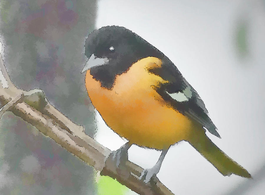 Baltimore Oriole Inmuto Photograph by Jessica Levant