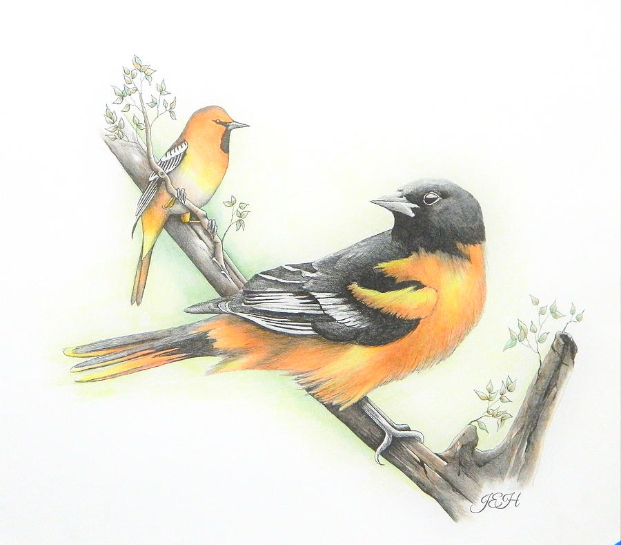 Baltimore Oriole Painting by Judy Imeson