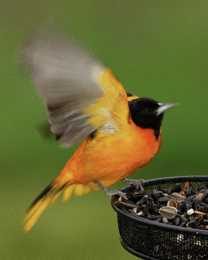 Baltimore Oriole Landing  Photograph by Holden The Moment