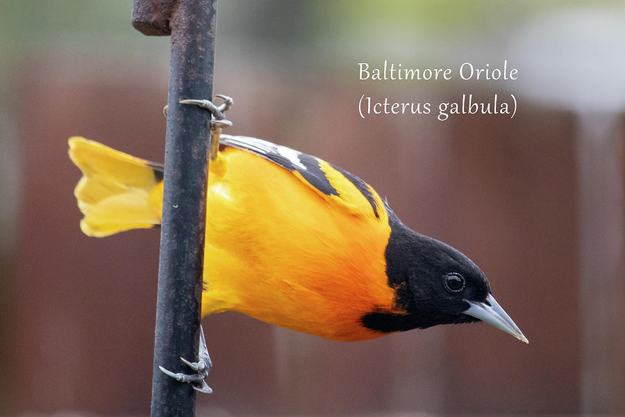 Baltimore Oriole - male Photograph by Mark Berman