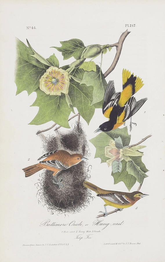 Baltimore Oriole, or Hang-nest c. 1840 Digital Art by Kim Kent