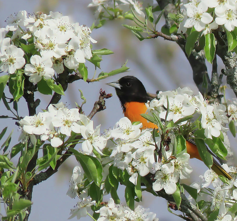 Baltimore Oriole Peeking Through Pear Blossoms Photograph by Rebecca Grzenda