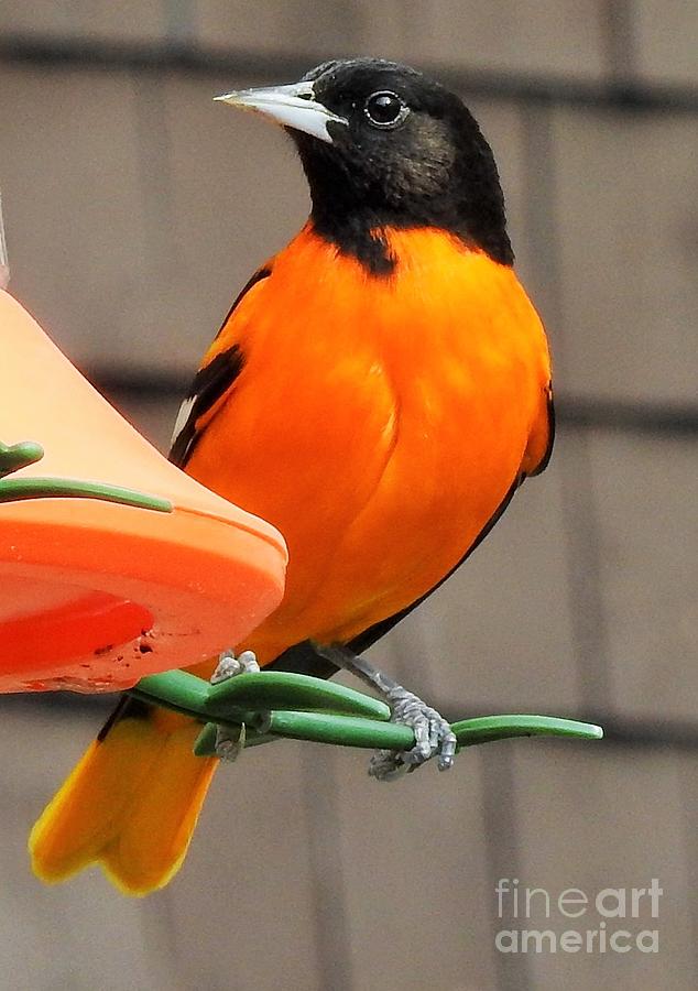 Baltimore Oriole Perched Photograph by Eunice Miller