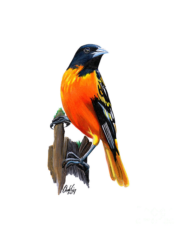 Baltimore Oriole Mixed Media by Stephen Oosterling
