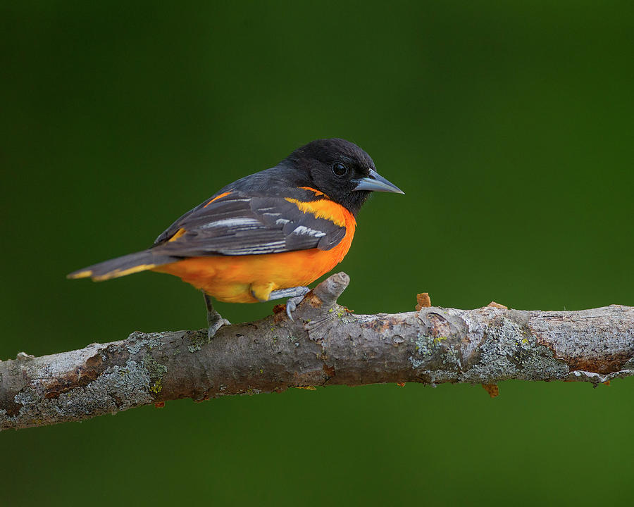 Baltimore Oriole  Photograph by Timothy McIntyre