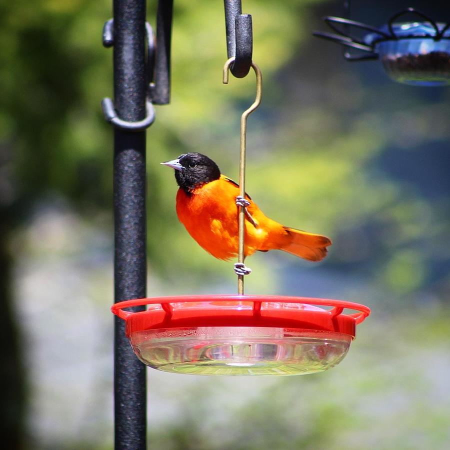 Baltimore Oriole VI Photograph by Heather Baker Foisy - Fine Art America