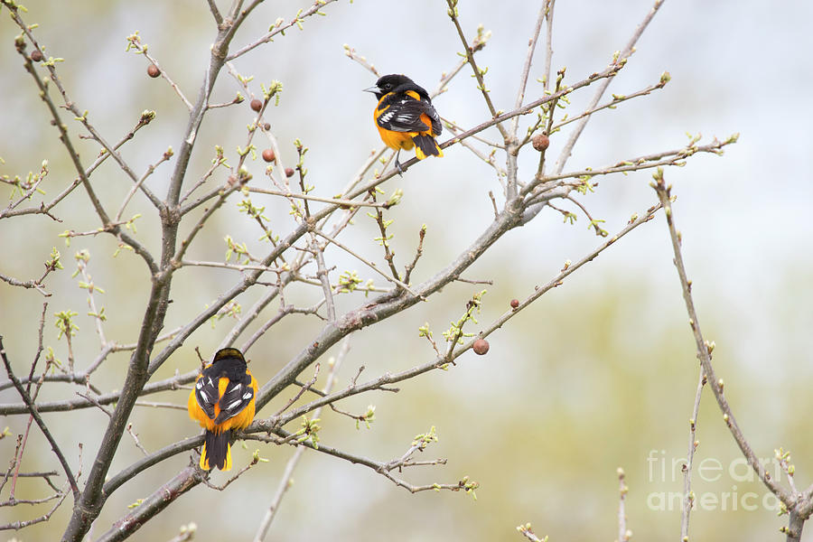 Baltimore Orioles  Photograph by Jeannette Hunt