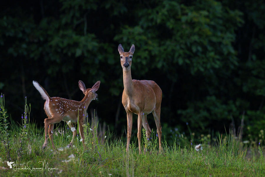 Bambi and Mama Photograph by Linda Shannon Morgan