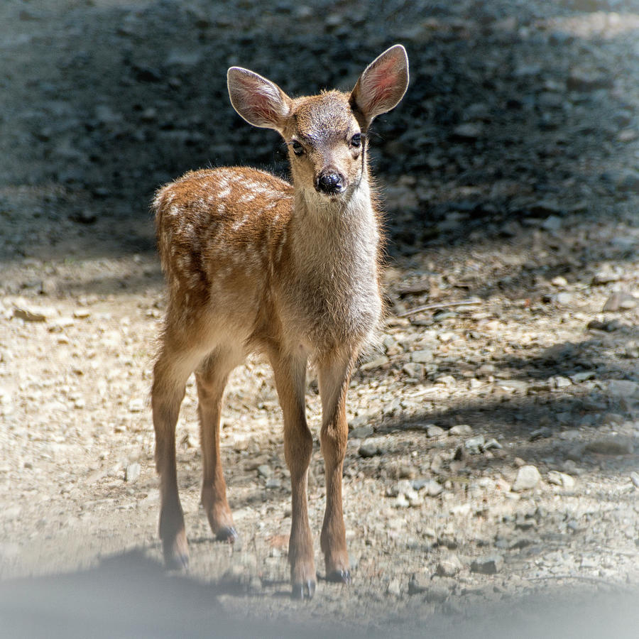 Bambi Photograph by Betty Depee