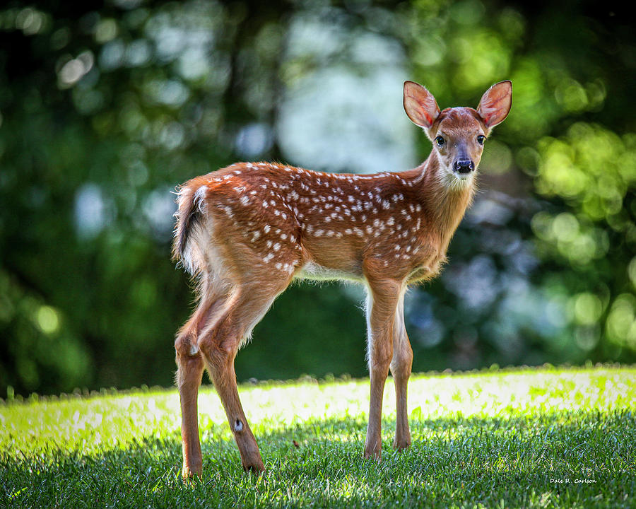 Bambi Photograph by Dale R Carlson