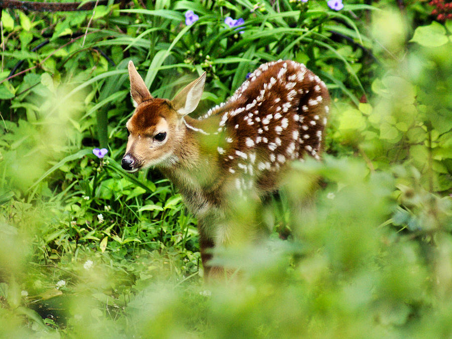 Bambi Hiding Photograph by Russel Considine
