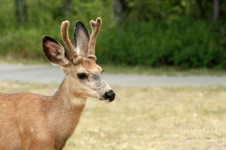 Bambi II Photograph by Mary Mikawoz