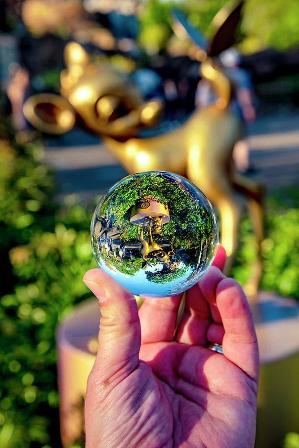 Bambi in a Ball Photograph by Greg Fortier