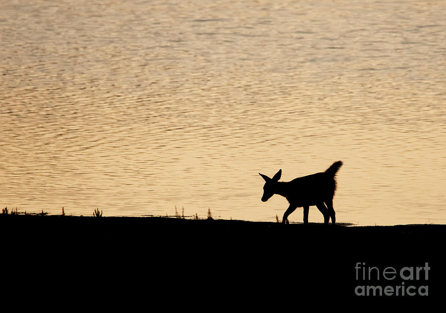 Bambi in Silhouette Photograph by Patrick Nowotny