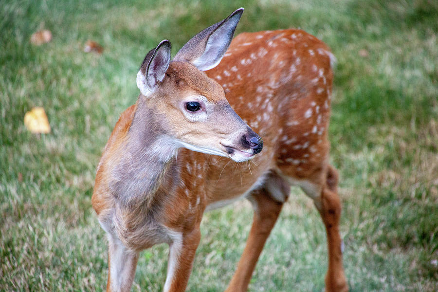 Bambi On Alert Photograph by Karol Livote