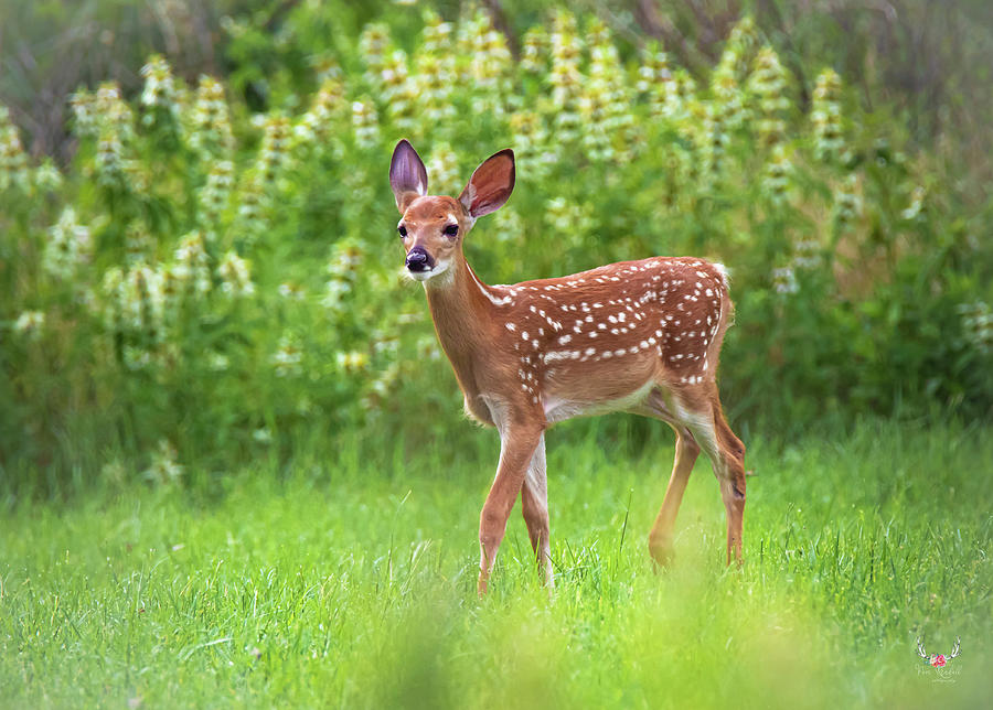 Bambi Photograph by Pam Rendall