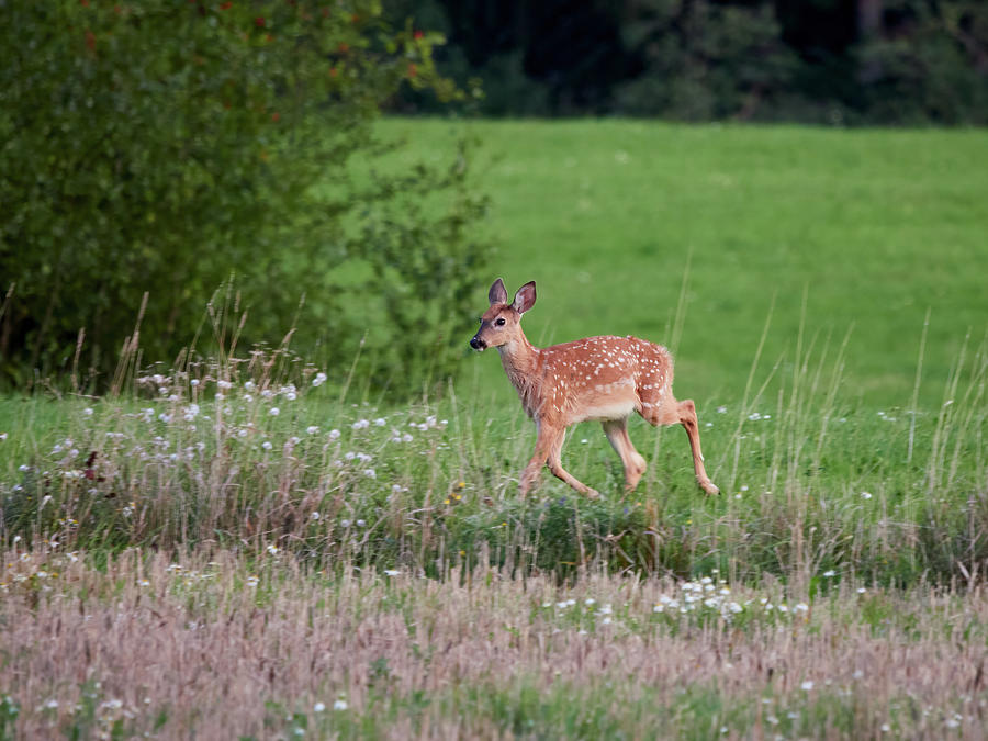 Bambies have 4 legs. White-tailed deer Photograph by Jouko Lehto