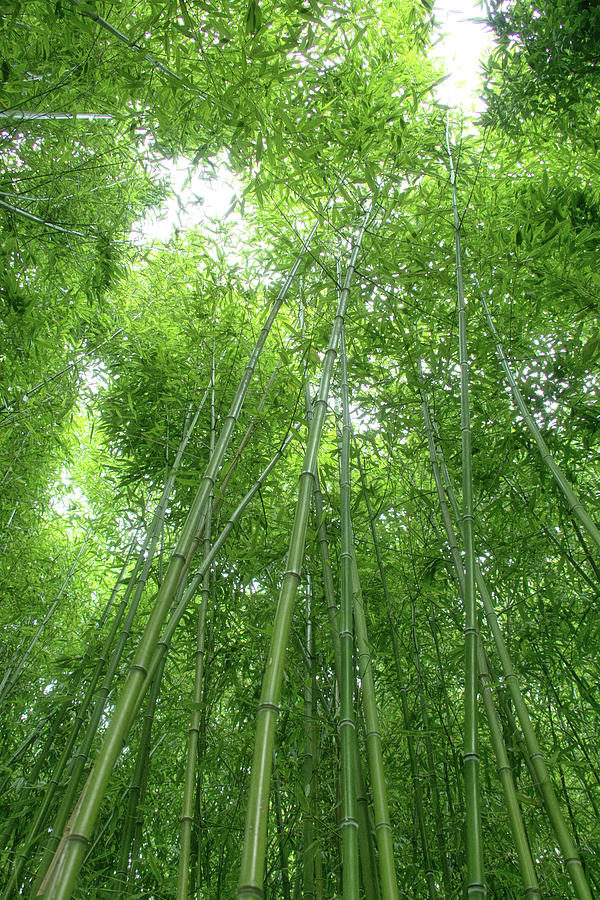 Bamboo 1 Photograph by Lisa Chorny