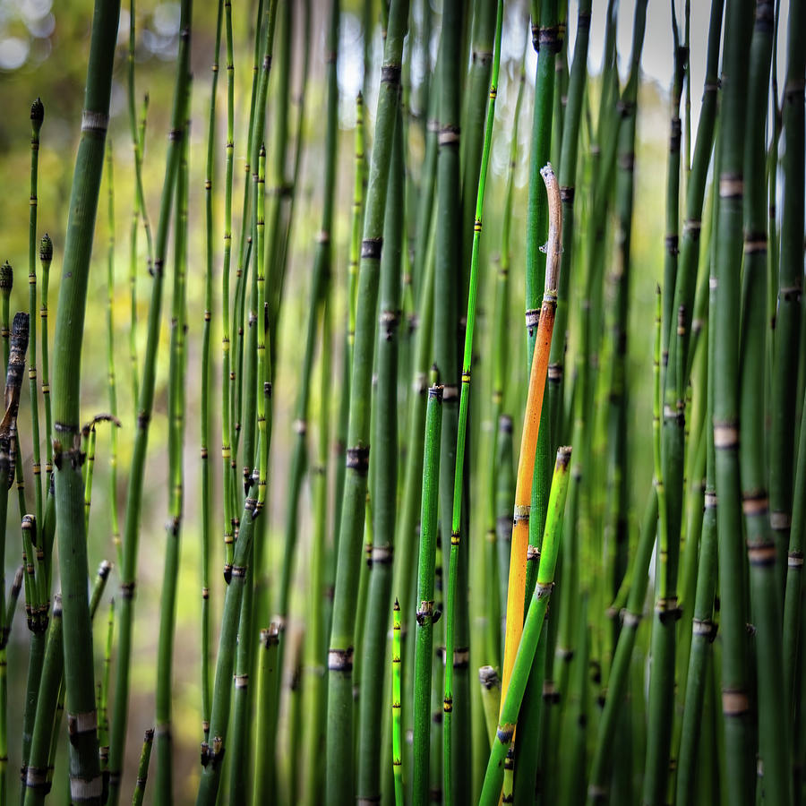 Bamboo 1 Photograph by Bill Chizek