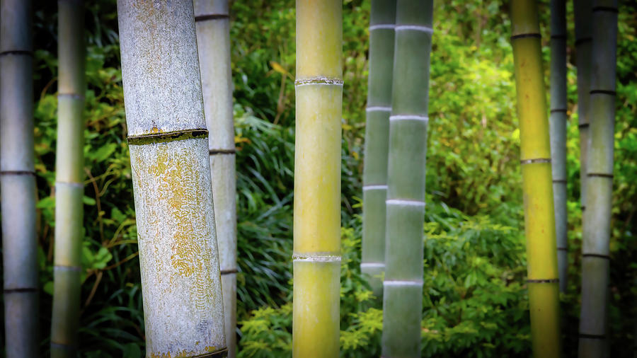 Bamboo 2 Photograph by Bill Chizek