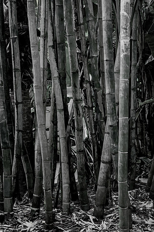 Bamboo Abstract Monotone Florida DSC00568_16 Photograph by Greg Kluempers