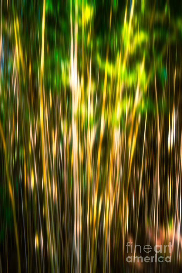 Bamboo Abstract Vertical Colors # 1 Photograph by Mel Steinhauer