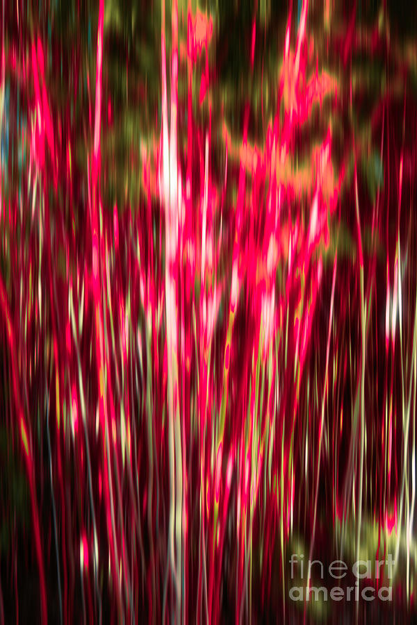 Bamboo Abstract Vertical Colors # 2 Photograph by Mel Steinhauer