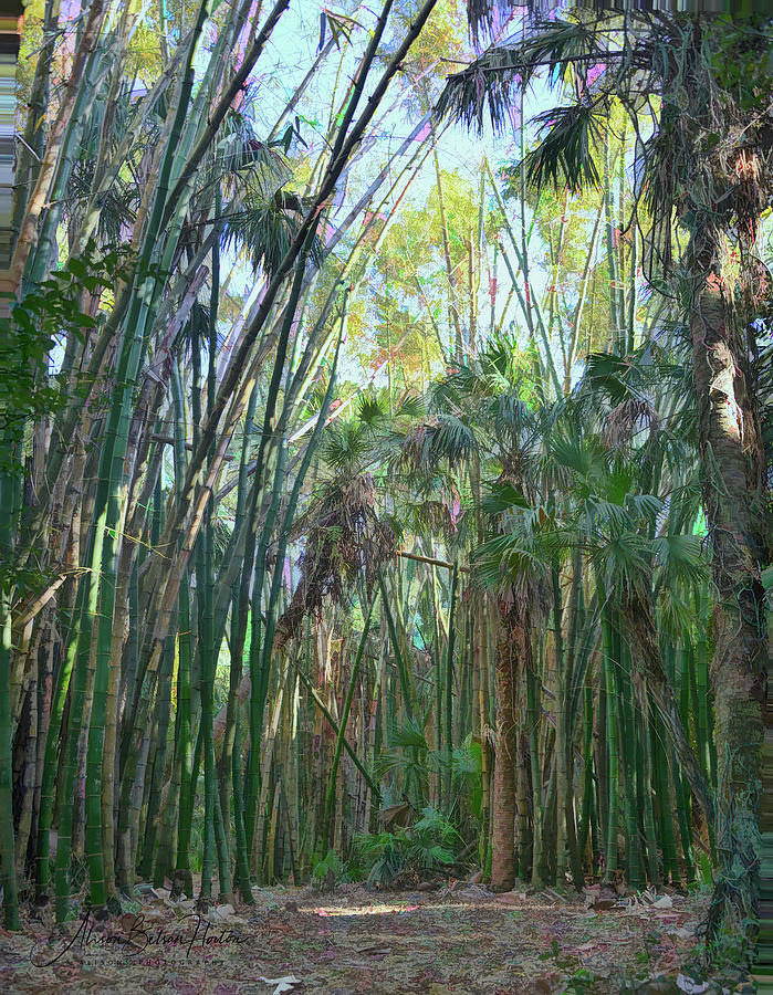 Bamboo Photograph by Alison Belsan Horton
