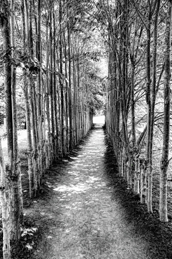 Bamboo Alley Photograph by Allen Beatty