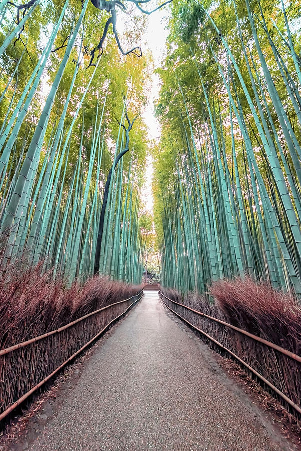 Nature Photograph - Bamboo Alley by Manjik Pictures