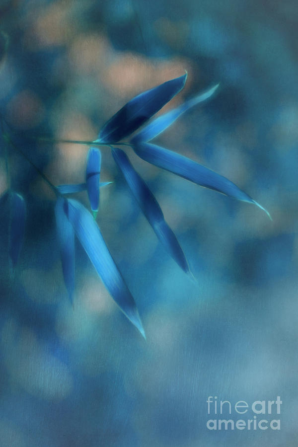Nature Photograph - Bamboo Blues by Priska Wettstein