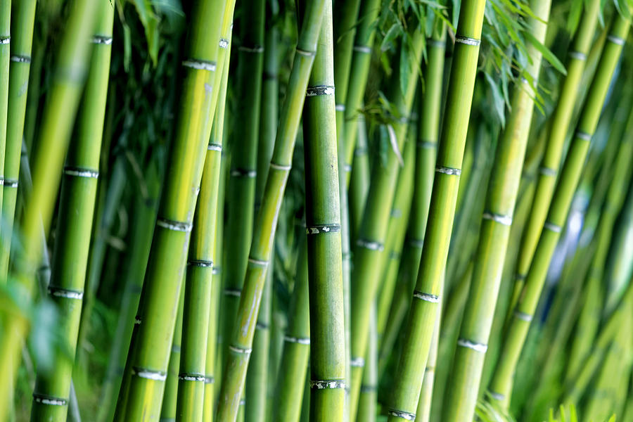 Bamboo Photograph by Cozyta