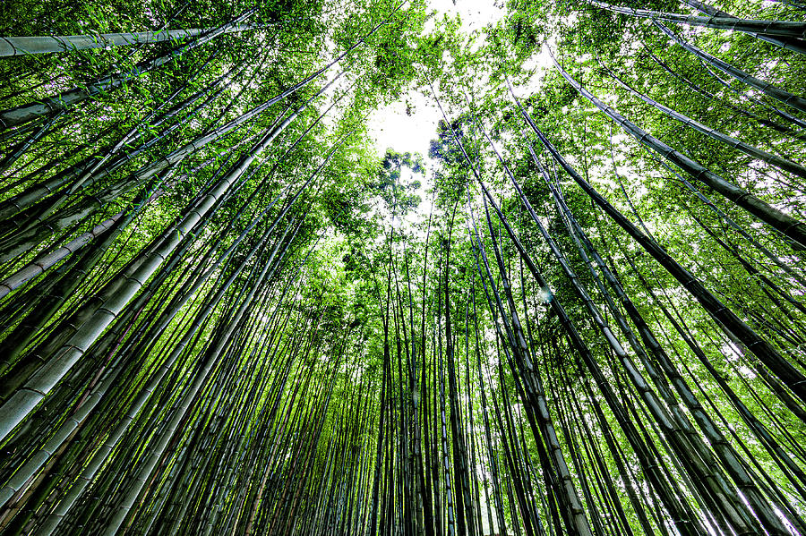 Bamboo Forest, Adashino Nembutsu-ji Temple, Sagano, Kyoto, Japan 