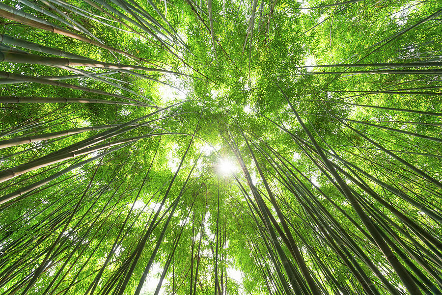 Bamboo forest against sun in China Photograph by Philippe Lejeanvre