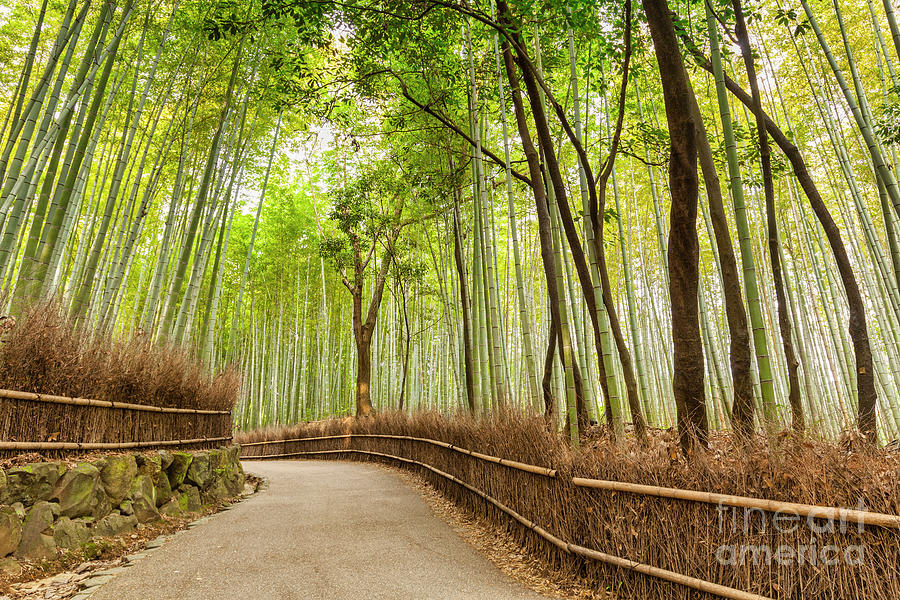 Bamboo Forest, Arashiyama, Kyoto, Japan Photograph by Colin and Linda McKie