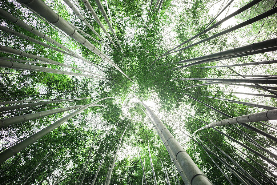 Bamboo Forest, Arashiyama, Kyoto,Japan Photograph by Vadim Krisyan