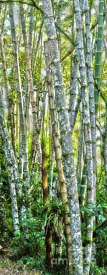 Bamboo Forest Photograph by Cassandra Buckley