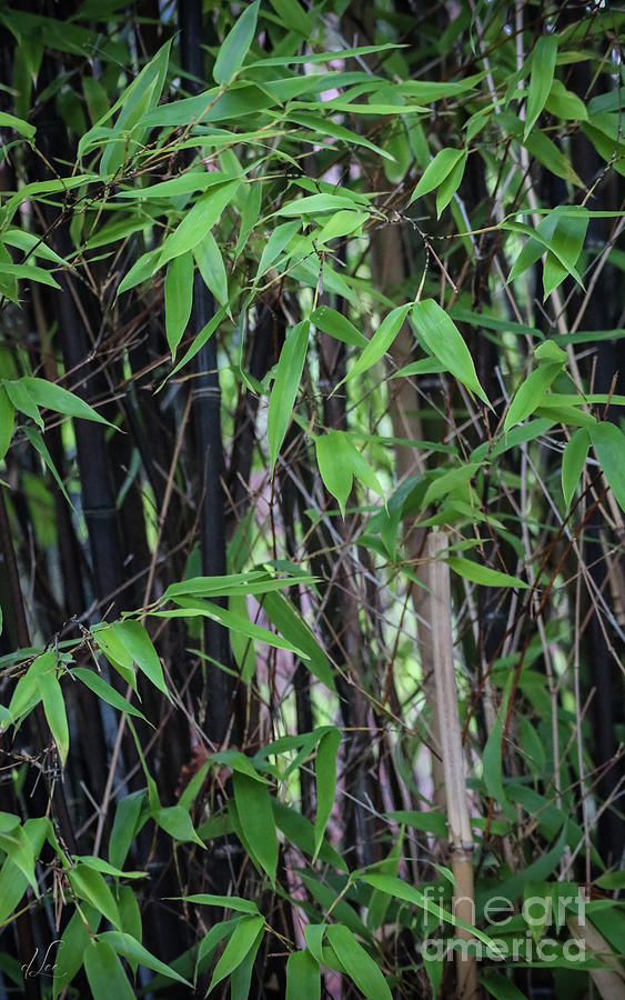 Summer Photograph - Bamboo Forest by D Lee